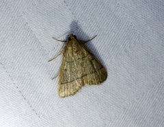 Hypsopygia repetita