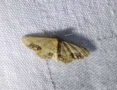 Idaea chotaria