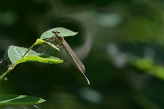 Platycnemis pennipes