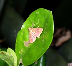 Ischnurges gratiosalis