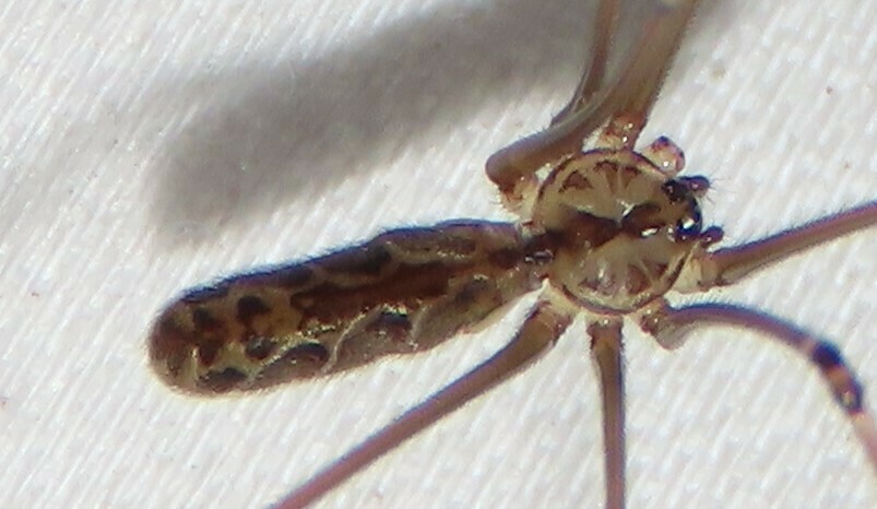 Natal Cellar Spider