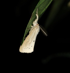 Laelia anamesa