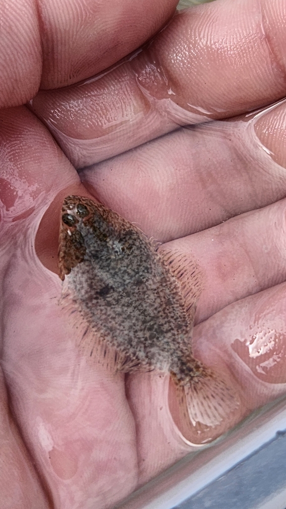 smooth flounder