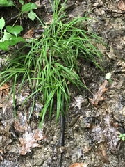 Carex hirtifolia