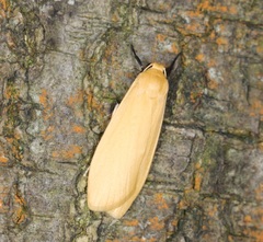 Manulea fuscodorsalis