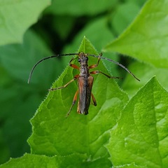Stenocorus meridianus