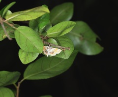Musotima suffusalis