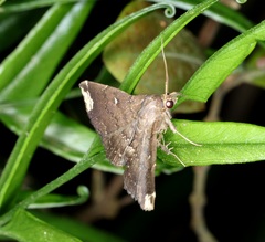 Adrapsa quadrilinealis