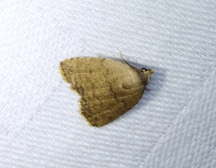 Anachrostis