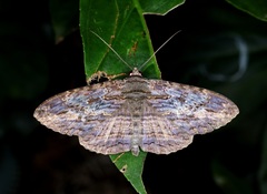 Anisoneura salebrosa