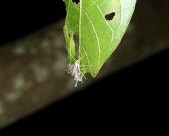 Cangetta hartoghialis