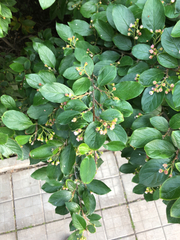 Cotoneaster