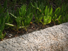 Podarcis pityusensis