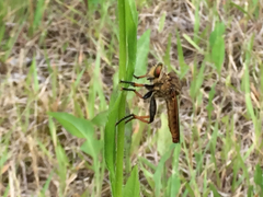 Cophinopoda