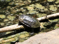 Mauremys rivulata