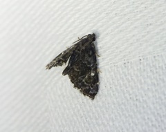 Drosophantis caeruleata