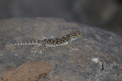 Ptyodactylus puiseuxi