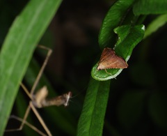 Endotricha olivacealis