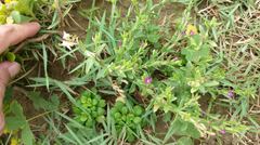 Centaurium japonicum