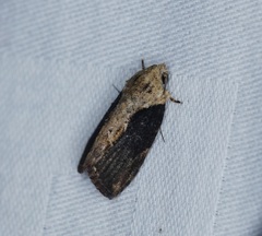 Etanna breviuscula