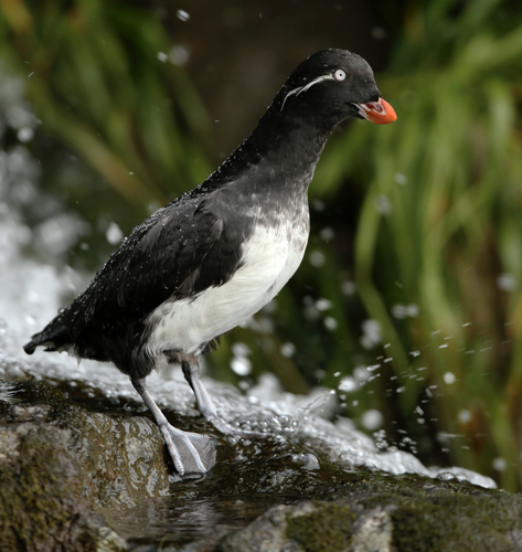 Parakeet Auklet