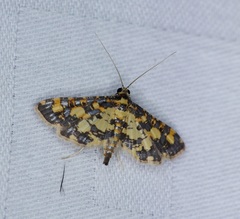 Eurrhyparodes tricoloralis