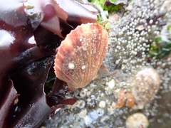 Chlamys hastata