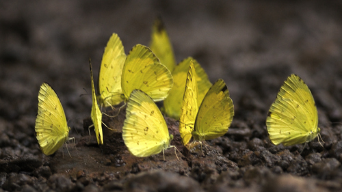 Three-spotted Grass Yellow photo 3