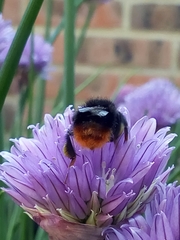 Bombus lapidarius