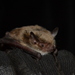 Pond Bat - Photo (c) Yuzefovich Alexander, some rights reserved (CC BY-NC), uploaded by Yuzefovich Alexander