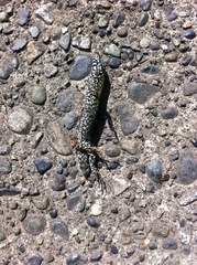 Podarcis muralis