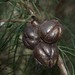 Tasmanian Cypress-Pine - Photo (c) Christopher J. Earle, some rights reserved (CC BY-NC), uploaded by Christopher J. Earle