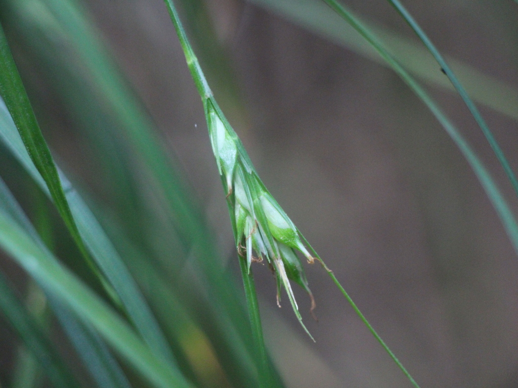Carex manca