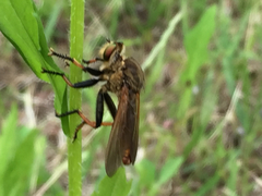 Cophinopoda