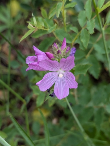 salt spring checkerbloom