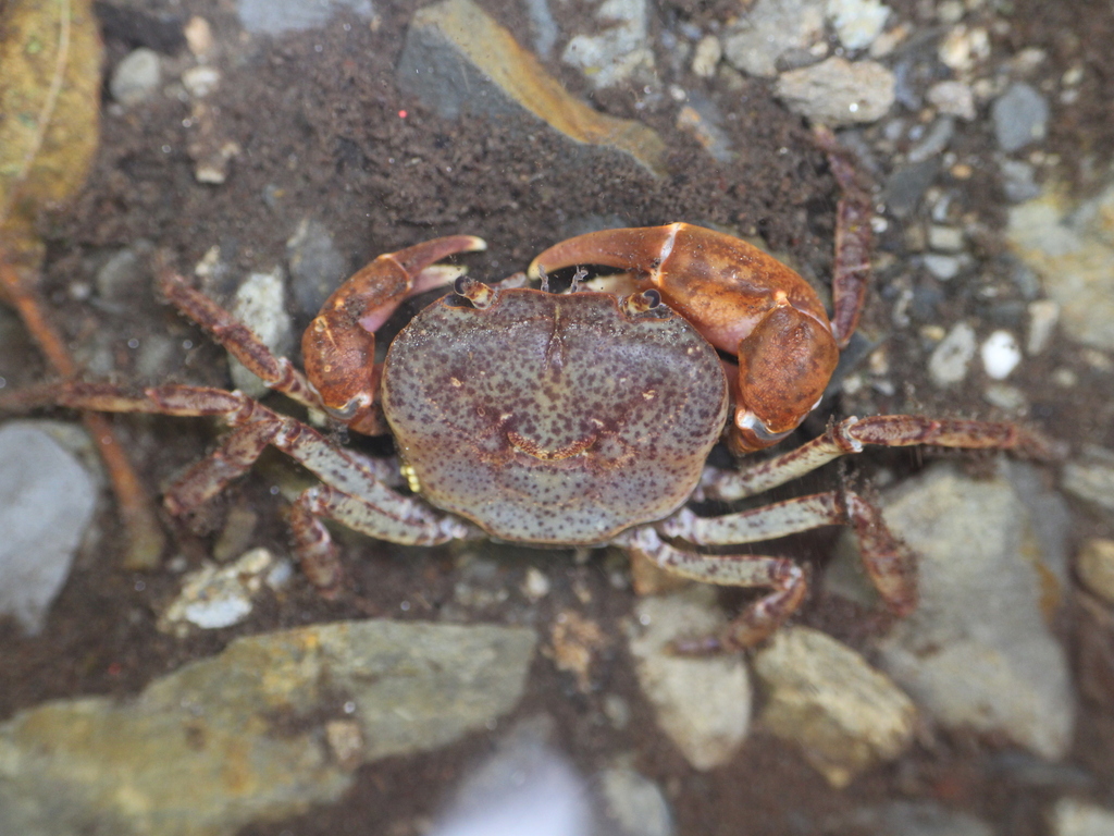 Geothelphusa laowang