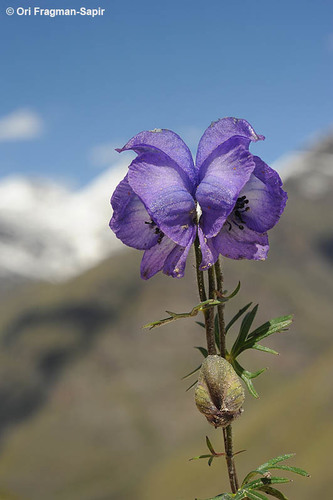 Violet Monkshood (Aconitum violaceum)