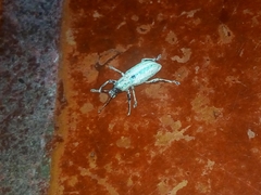 Compsus viridivittatus