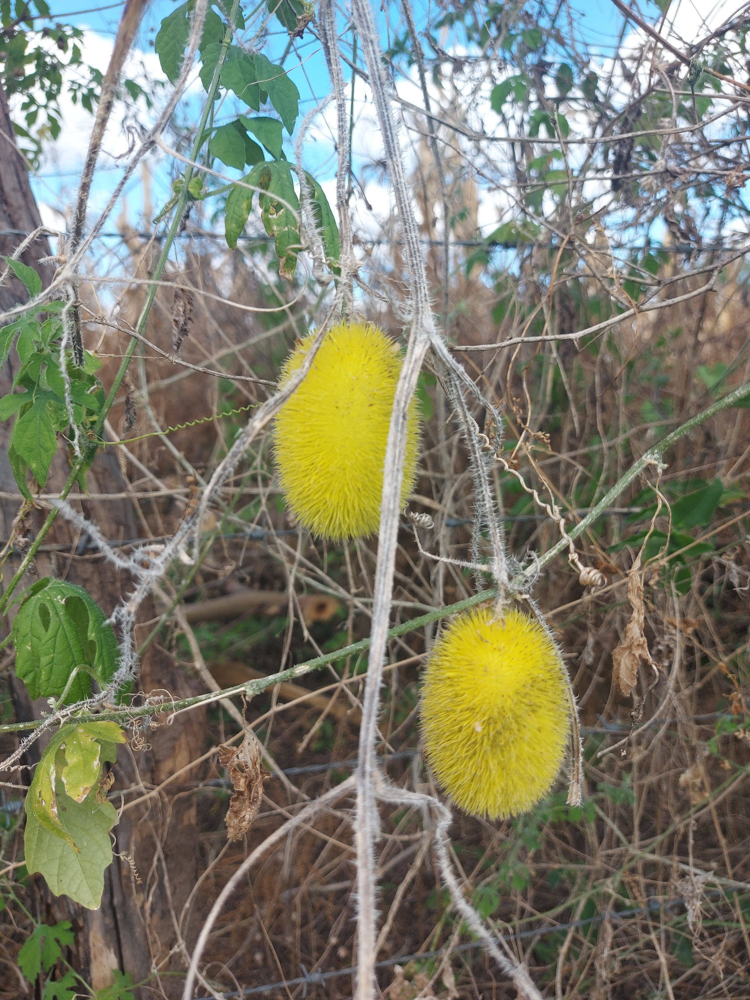 Cucumis dipsaceus
