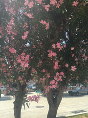 Nerium oleander