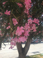 Nerium oleander