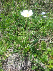 Ranunculus kuepferi