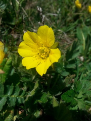 Geum reptans