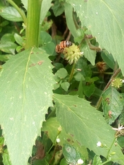 Apis mellifera