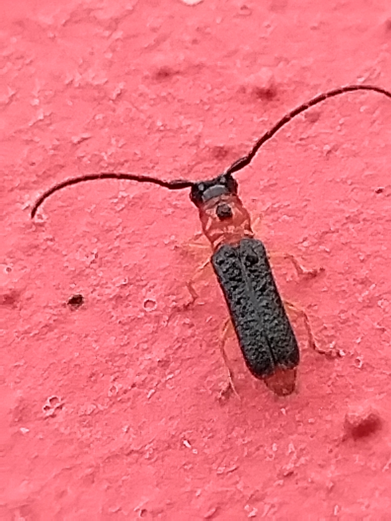 Phaea kaitlinae