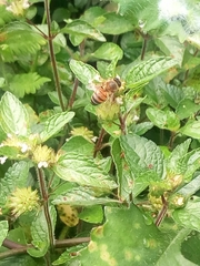 Apis mellifera