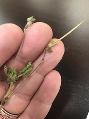 Erodium cicutarium