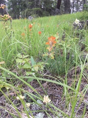 Castilleja hispida hispida