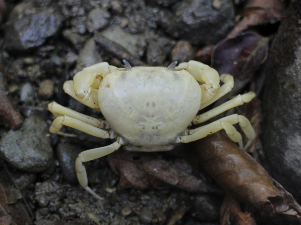 Geothelphusa chiui