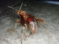 Polistes tenebricosus